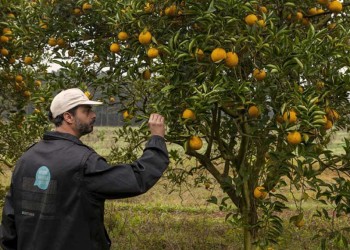 Invertirán 43 millones de pesos en la lucha contra el virus del HLB