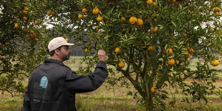 CAMBIO. Entre algunos de los síntomas que presentan las plantaciones, se observa la transformación de la fruta en amarga y deforme