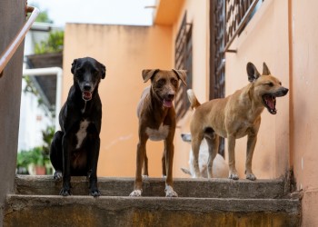 En la provincia estiman una positividad del 20% de leishmaniasis en mascotas