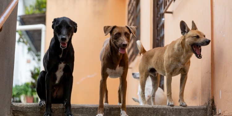UN AVANCE. Destacan los avances en estudios de la leishmaniasis, y su tratamiento clínico.