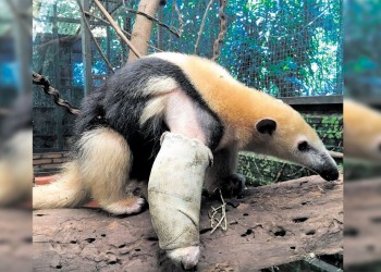 El Güirá Oga ya atendió el mismo número de animales que en todo 2022