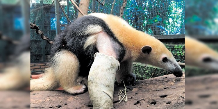 UNA PÉRDIDA. Entre los animales atropellados, apenas un 20% logra recuperarse para volver a su hábitat natural.