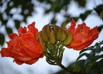 Piden erradicar el tulipán africano existente en Apóstoles