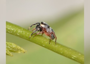 Escándalo por la “Scaloneta”: “No hay plagio, no hay nada publicado que se haya robado”