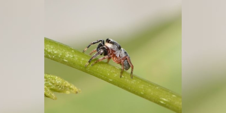DESCUBRIMIENTO. Rubio comentó que ofreció hacer una coautoría con Nadal, pero ella se negó rotundamente./ Gentileza GISA
