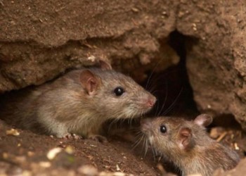 Preocupa la proliferación de ratas en zonas urbanas de Posadas