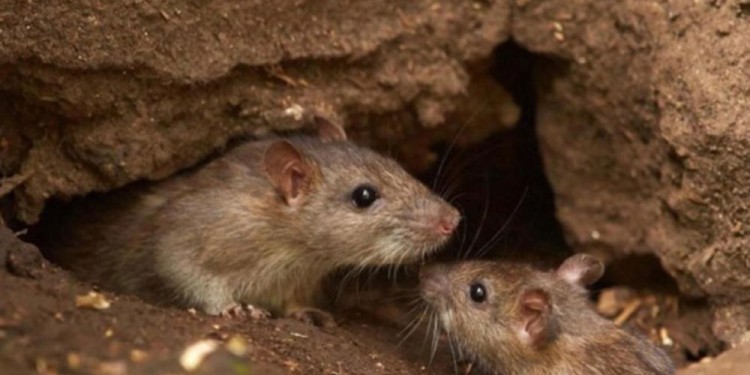 PROBLEMÁTICA. Los pedidos de rodenticidas “aumentaron bastante” en la ciudad capital.