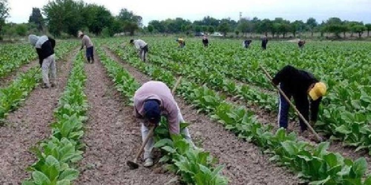 CAÍDA. Se espera una fuerte caída en las zafras de ambas provincias