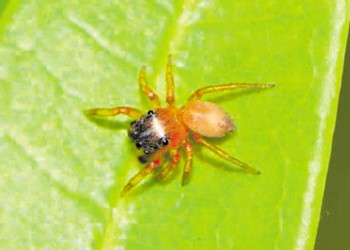 Correntina irá a la Justicia por presunto plagio en el descubrimiento de Scaloneta