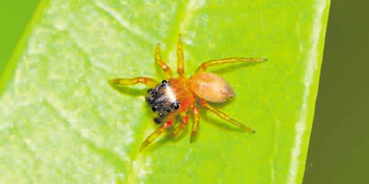 ARAÑA POLÉMICA. ¿Akela scaloneta es chaqueña o correntina? La cuestión ahora se dirimirá en la Justicia.