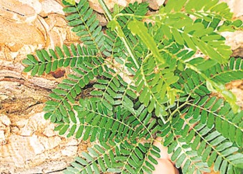 Ecosanación: “tataré” de seguir