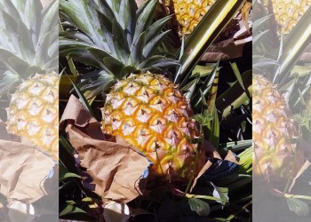 El ananá impone supremacía cuando otras frutas languidecen