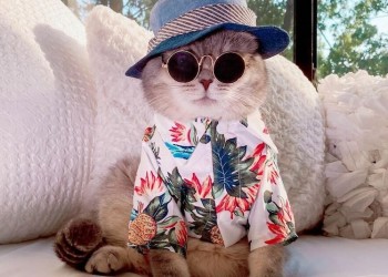 Mascotas más famosas que sus dueños