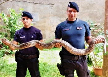 Rescataron una boa en un baldío de Apóstoles