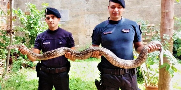 EN BUENAS MANOS. La serpiente de tres metros y veinte kilogramos.