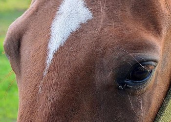 Otro caballo fue atropellado y murió en Posadas