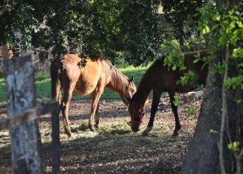 Crece el número de caballos atropellados en Posadas y en otros puntos de Misiones