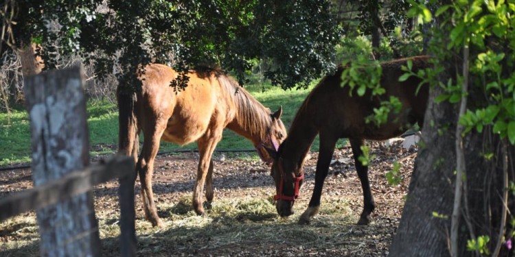 LIBRES. Los caballos fueron rescatados y viven cuidados en comunidad.