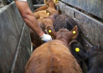 Con la antiaftosa, vacunarán entre 340 y 360 mil cabezas de ganado