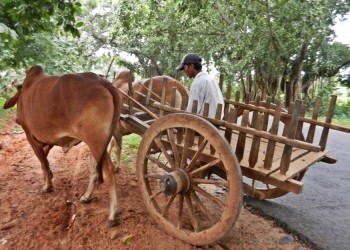 Archivos policiales: El agricultor que murió corneado por su propia vaca