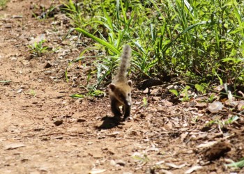 De vuelta a casa: 15 coatíes y 4 tucanes fueron reinsertados en la selva misionera