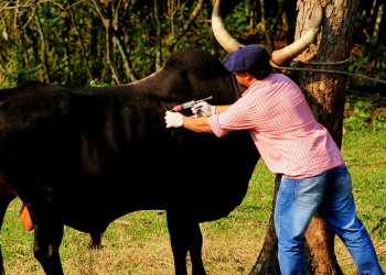 El lunes iniciará la campaña de vacunación contra la fiebre aftosa