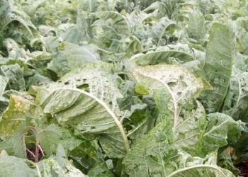 La emergencia agropecuaria alcanza a más de mil productores de la provincia