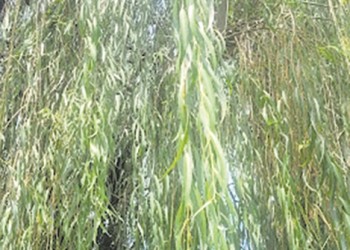 Ecosanación: sauce de  río, libre pero arraigado