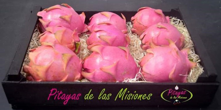 Las Pitayas de Misiones ya tuvieron su primer envío a Buenos Aires.