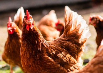 Confirmaron ocho nuevos casos de gripe aviar en la última semana