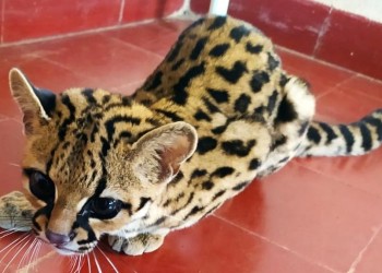 Rescataron a una cría de gato onza que deambulaba por la ruta