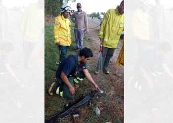 En medio de los incendios, asisten a los animales de Corrientes