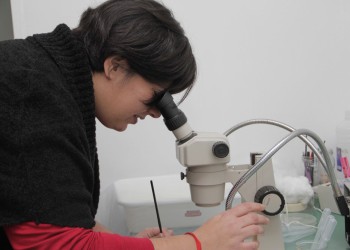 Tecnología nuclear para combatir al Aedes aegypti y a sus enfermedades