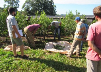 Cómo mejorar el suelo y la cosecha de yerba mate en La Semillera