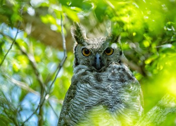 “Preocupa la destrucción y fractura del hábitat de las distintas especies”