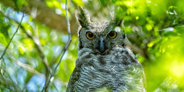 PROBLEMÁTICA. Afirman que hay aves que quedan aisladas y no pueden reproducirse.