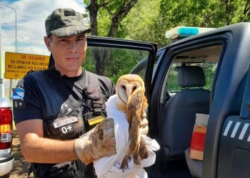 Rescatan a un mono, una lechuza y dos cotorras en cautiverio