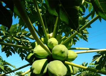 Mamón: expectativas para la campaña 2023