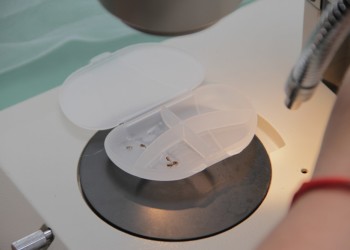 Investigadores argentinos aplican tecnología nuclear contra el Aedes Aegypti