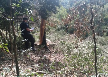 Tragedia en San Vicente: motosierrista murió aplastado por un árbol