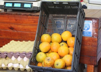 Se viene un año con pocas naranjas, más chicas y al doble de precio por la sequía