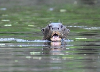 Una nutria gigante será reinsertada en el Iberá