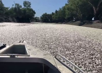 Millones de peces muertos bloquean río australiano