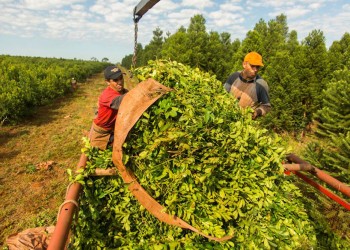 Sin acuerdo la primera reunión paritaria para 40 mil peones rurales de Misiones