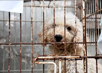 Proteccionistas de animales: “Además de las denuncias, necesitamos los fallos”