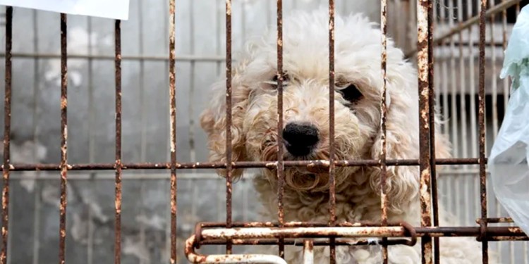 PEDIDO. Piden más compromiso de la justicia a la hora de investigar las denuncias de maltrato animal.