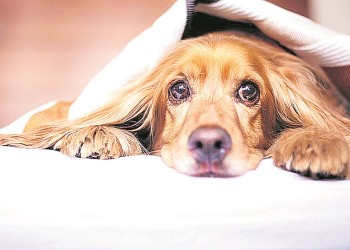 Tu estrés estresa a tu perro