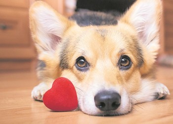 ¿Te quiere tu perro?