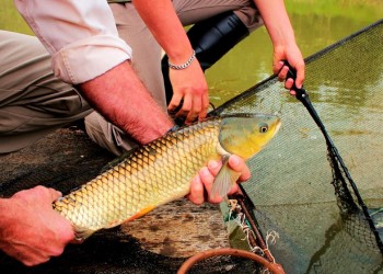 “Todos los 19 de cada mes hay que comer pescado misionero”