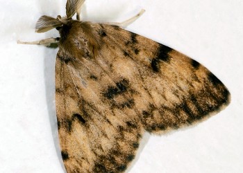 El SENASA busca evitar el ingreso al país de una plaga